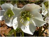 Christmas rose (Helleborus niger)